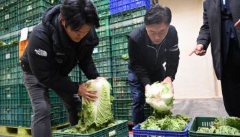 농식품부, 가격 급등한 배추·무 계약재배 늘리고 수입확대