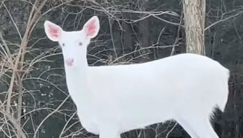 "새해 소원 비세요" 행운의 상징 알비노 사슴 포착 (영상)