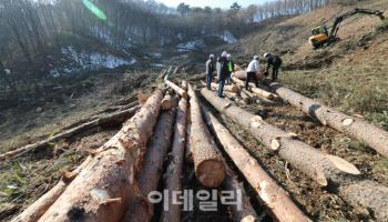 봉화서 자란 목재 2413주, 국가유산수리센터에 비축