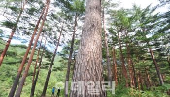 경복궁 등 소중한 문화유산, 우리 소나무로 복원한다