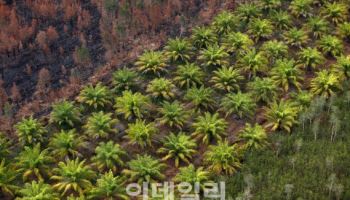 식용유값 또 오르나…"저렴한 팜유는 잊어라"