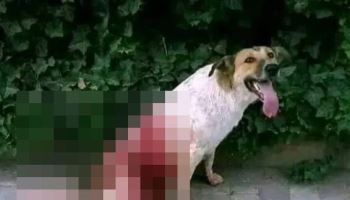 '개 300만' 마리 죽이고 죽이는 이 나라...'월드컵' 때문