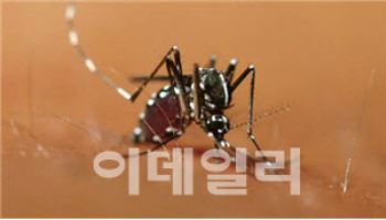 기온 오르니 날아오른 ‘모기’…감시 시작