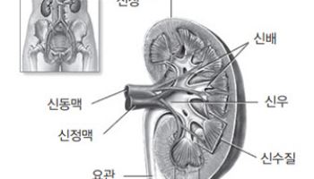 소리 없이 나타나는 ‘신장암’... 조기 발견 치료해야
