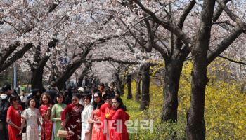 여의도 벚꽃 만개하는데…올해 봄꽃축제선 국회 못 들어간다