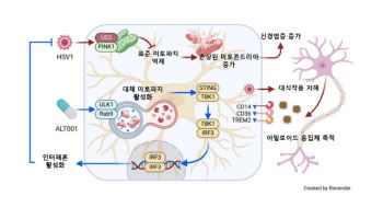 바이러스 감염이 알츠하이머 가속화시킨다