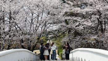 오늘이 '벚꽃 엔딩'…주말 전국에 태풍급 비바람
