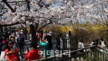 봄 내음 물씬…서울 자치구 봄꽃 행사 잇따라[동네방네]