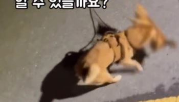 "반려견이 길고양이 물어죽이는데 지켜보기만"...견주 고발