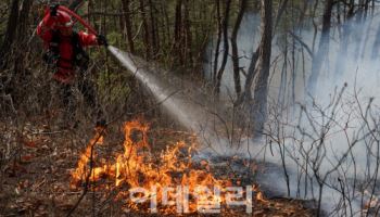 '최악의 산불' 역대급 피해목, 모두 땔감으로?