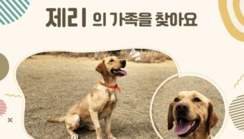 “관세청 탐지훈련견 새 주인 찾아요” 12두 민간 분양