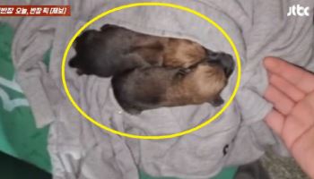 의류수거함 속 ‘낑낑’ 소리에 보니…버려진 강아지였다