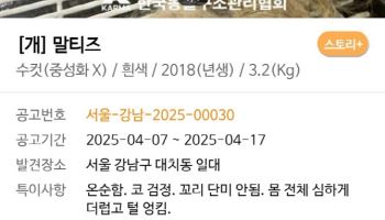 강남 한복판에 버려진 강아지 19마리..'애니멀 호더' 소행 무게