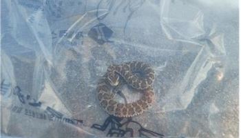 신발장에 똬리 튼 뱀에 ‘화들짝’…대전서 뱀 출몰 신고 잇따라