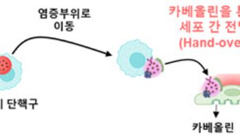 면역세포가 약물을 표적 세포로 전달하는 새로운 플랫폼 개발