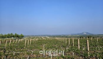 “어떻게 상하이만 가니”…외국인 관광 ‘스팟’ 발굴 나서는 中[르포]