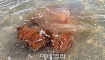 '자연재난'된 해파리 대량출몰…위기경보·알림, 민관 모니터링 강화