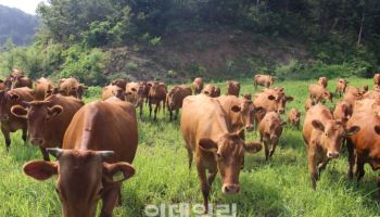 경기도, 유전적 특성 분석 '맛있는 한우 만들기' 추진