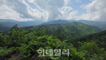 거창의 돈키호테, 55년 피와 땀으로 숲의 전설 일궜다
