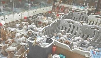 '1400마리' 번식장서 어미견 배 갈라 새끼 꺼내…운영자들 혐의 부인