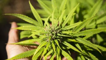 대법 "CBD 성분 자체가 마약…화장품 원료 수입 불허 적법"