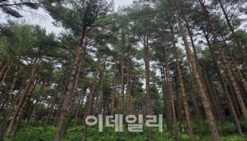 韓 산림육종 기술로 만든 명품숲…교육·체험 성지로 각광