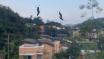 창문에 다닥다닥 '러브버그' 올해도 기승..."2주 뒤 사라집니다"
