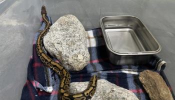 양양 호텔 16층서 왜 비단뱀이? "투숙객이 버린 듯"
