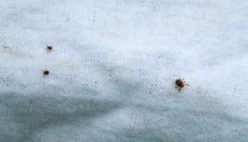 치료제도 없는데…환자 살리던 의사 7명, ‘이 병’ 옮았다