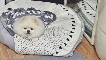 새벽에 '컹컹!'…불난 집에서 가족 구한 '몽실이'