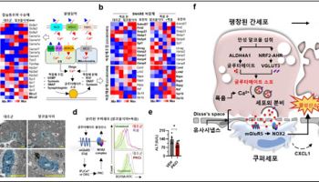 "폭음 시 간세포가 면역세포와 '대화'한다"...알코올성 간질환 메커니즘 규명