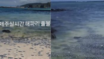 휴가철 제주 바다에 ‘곰팡이떼’ 등장…당국 “신고해달라”