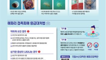 해수부, 28일 해파리 대량발생 위기경보 '경계' 발령