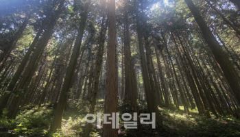 60년 외고집이 만든 명품숲…호남의 보물이 되다