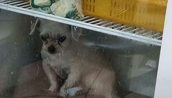 "냉장고에 왜 강아지가?" 피자집 포착 사진에 '경악'