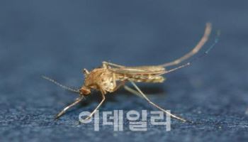 폭염에 모기도 줄었다…일주일 늦게 발령된 일본뇌염 경보