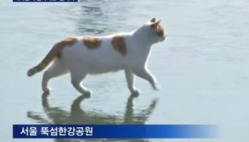 “꽁꽁 얼어붙은 한강 위로” 장원영도 따라 한 고양이 근황