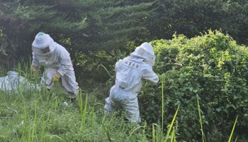여름철 벌집 제거 출동 3년 새 54% 증가…8월이 ‘최고 위험’