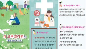 인천 개 브루셀라병 확산 방지 총력…105마리 격리 치료