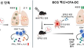 새로운 결핵 백신. 치료 플랫폼 개발