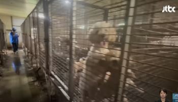 사람도 옮는 ‘개 성병’ 인천서 대규모 발생...이 증상 조심