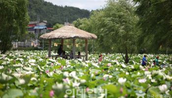 특별재난지역에 여행갈까…숙박비 5만원·지역화폐 20% 할인