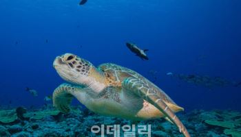 제주서 구조된 5마리, 인공부화한 8마리…바다거북, 대양으로