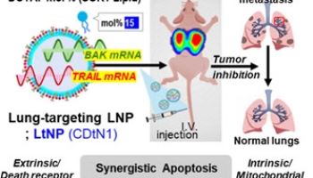mRNA 전달 지질 나노입자 개발로 폐 전이암 억제 효과 입증