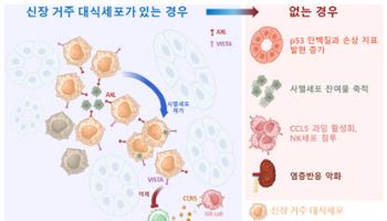 서울대병원, 신장 거주 대식세포의 면역 항상성 조절 기능 규명