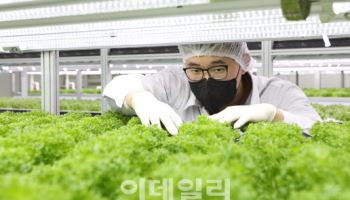 “중동에서 1년 내내 한국딸기 재배하는 날, 곧 옵니다”