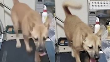 “3시간이나…” 반려견 러닝머신 생중계, 후원금까지 받았다