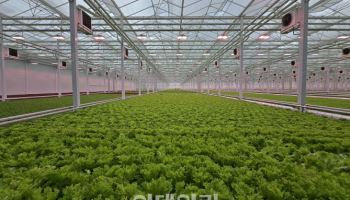 우듬지팜, 유럽형 채소 첫 출하…“코스트코·쿠팡서 판매”