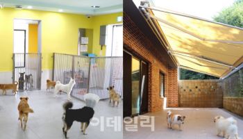 11번가, '희망쇼핑' 모금으로 유기견 새 보금자리 마련