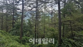 벌거숭이산에서 명품숲 되자…귀산촌의 명지로 각광